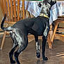 Dakota joined the competition — help win amazing prizes! animal, barking, black_dog, brown_wall, canine, collar, dining_table, dog, domestic, floor, furniture, home, indoor, movement, pet, plastic_cover, sunlight, tablecloth, tail, wooden_chair