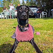 Dakota is registered to the contest to win money with this photo: black_dog, blue_sky, casual, chairs, collar, dog, grass, leash, nature, outdoor, parked_cars, people, pet_tag, pink_ball, portrait, relaxing, summer, sunny, sweater, trees