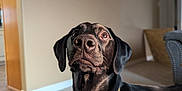 Dakota is registered to the contest to win money with this photo: animal_portrait, black_dog, canine, carpet, closeup, collar, companion, curious, dog, domestic_animal, ears, fur, furniture, home, indoor, living_room, looking_up, mammal, pet, snout