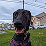 Dakota joined the competition — help win amazing prizes! animal, black_dog, canine, car, collar, daylight, dog, friendly, grass, happy, harness, house, mammal, nature, outdoor, pet, portrait, smile, suburb, tongue