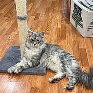 Volkov is registered to the contest to win money with this photo: animal, cardboard_box, cat, cute, domestic, feline, fluffy, fur, gray, home, indoor, living_room, pet, playful, relaxed, resting, scratching_post, toy, white, wooden_floor