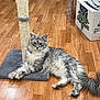 animal, cardboard_box, cat, cute, domestic, feline, fluffy, fur, gray, home, indoor, living_room, pet, playful, relaxed, resting, scratching_post, toy, white, wooden_floor