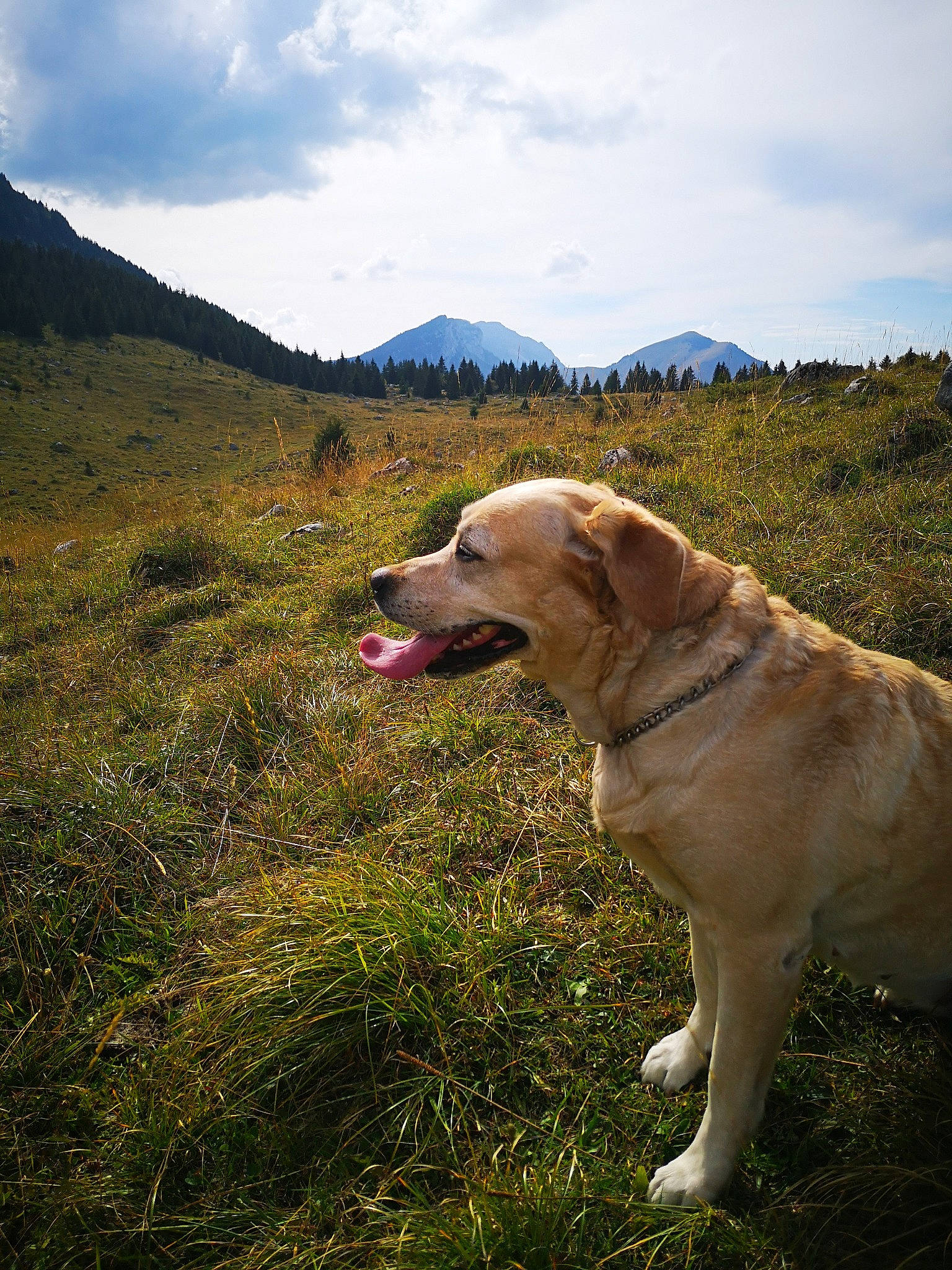 Gypsy a rejoint le concours — aidez-le/la à gagner de superbes lots ! adventure, anatolian_shepherd_dog, canidae, carnivore, dog, dog_breed, fawn, golden_retriever, grass, hill, labrador_retriever, livestock_guardian_dog, mountain, plant, retriever, sky, sporting_group