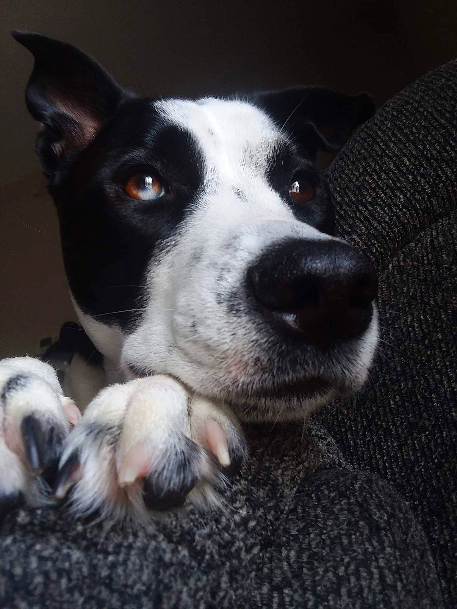 Bella is registered to the contest to win money with this photo: carnivore, companion_dog, dog, dog_breed, fur, herding_dog, non_sporting_group, sporting_group, whiskers, working_animal