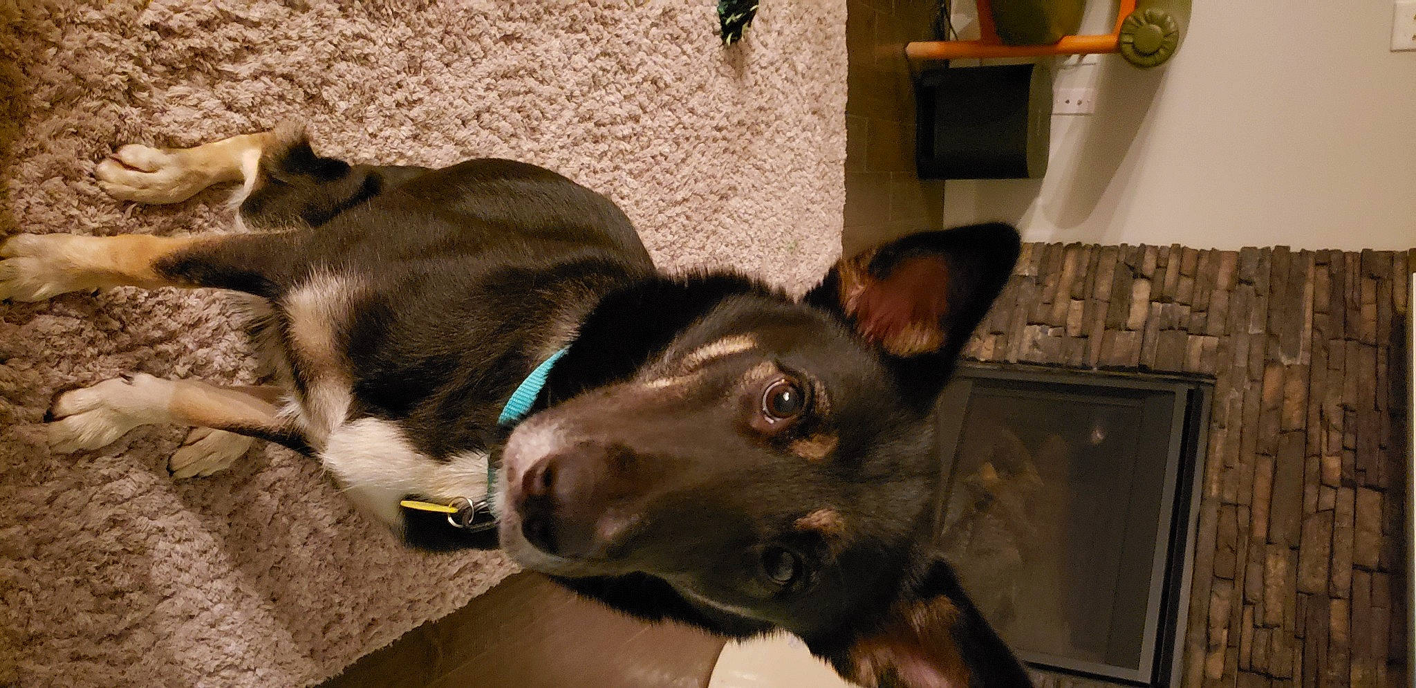 Cercie is registered to the contest to win money with this photo: canidae, carnivore, collar, comfort, companion_dog, dog, dog_breed, dog_collar, ear, fawn, fur, guard_dog, jaw, liver, pet_supply, snout, sporting_group, whiskers, working_animal, working_dog