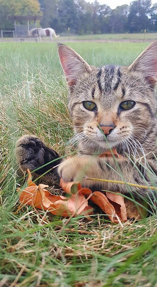 Peanut joined the competition — help win amazing prizes! building, carnivore, cat, claw, domestic_short_haired_cat, fawn, felidae, fur, grass, grass_family, grassland, paw, plant, prairie, small_to_medium_sized_cats, snout, tail, terrestrial_animal, whiskers, wildlife