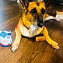 Dash is registered to the contest to win money with this photo: animal, black, blurred_background, brown, canine, closeup, dog, dog_food, ears, fur, german_shepherd, indoor, laying, looking, paw, pet_accessory, pet_treat, snout, white, wooden_floor
