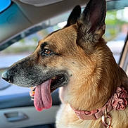 Dash is registered to the contest to win money with this photo: animal, canine, car_interior, close_up, collar, companion, dog, door, ears, flower, furry, german_shepherd, happy, leash, pet, pink, portrait, seat, tongue_out, window