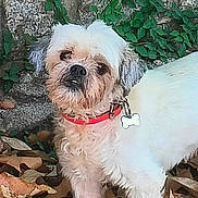 Vegas a rejoint le concours — aidez-le/la à gagner de superbes lots ! dog, white_dog, small_dog, fluffy, scruffy, pet, red_collar, bone_tag, outdoor, garden, leaves, vines, tree, foliage, standing, portrait, close_up, animal, cute, natural_background