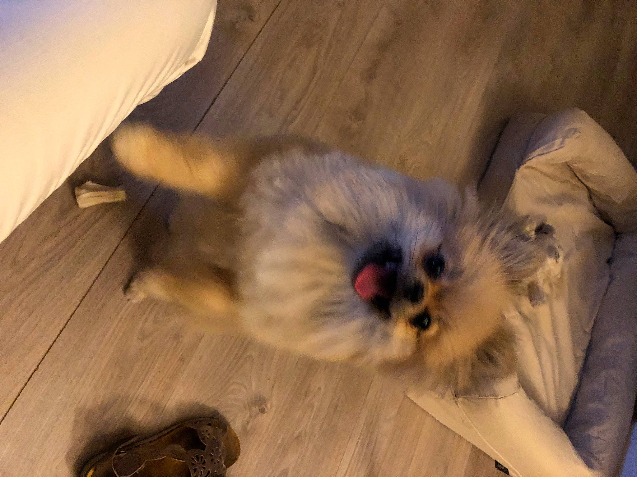 Snow participe au concours pour gagner de l'argent avec cette photo : birman, canidae, carnivore, cat, companion_dog, dog_breed, fawn, felidae, flooring, fur, hardwood, siamese, small_to_medium_sized_cats, snout, sporting_group, tail, toy_dog, whiskers, wood, working_animal