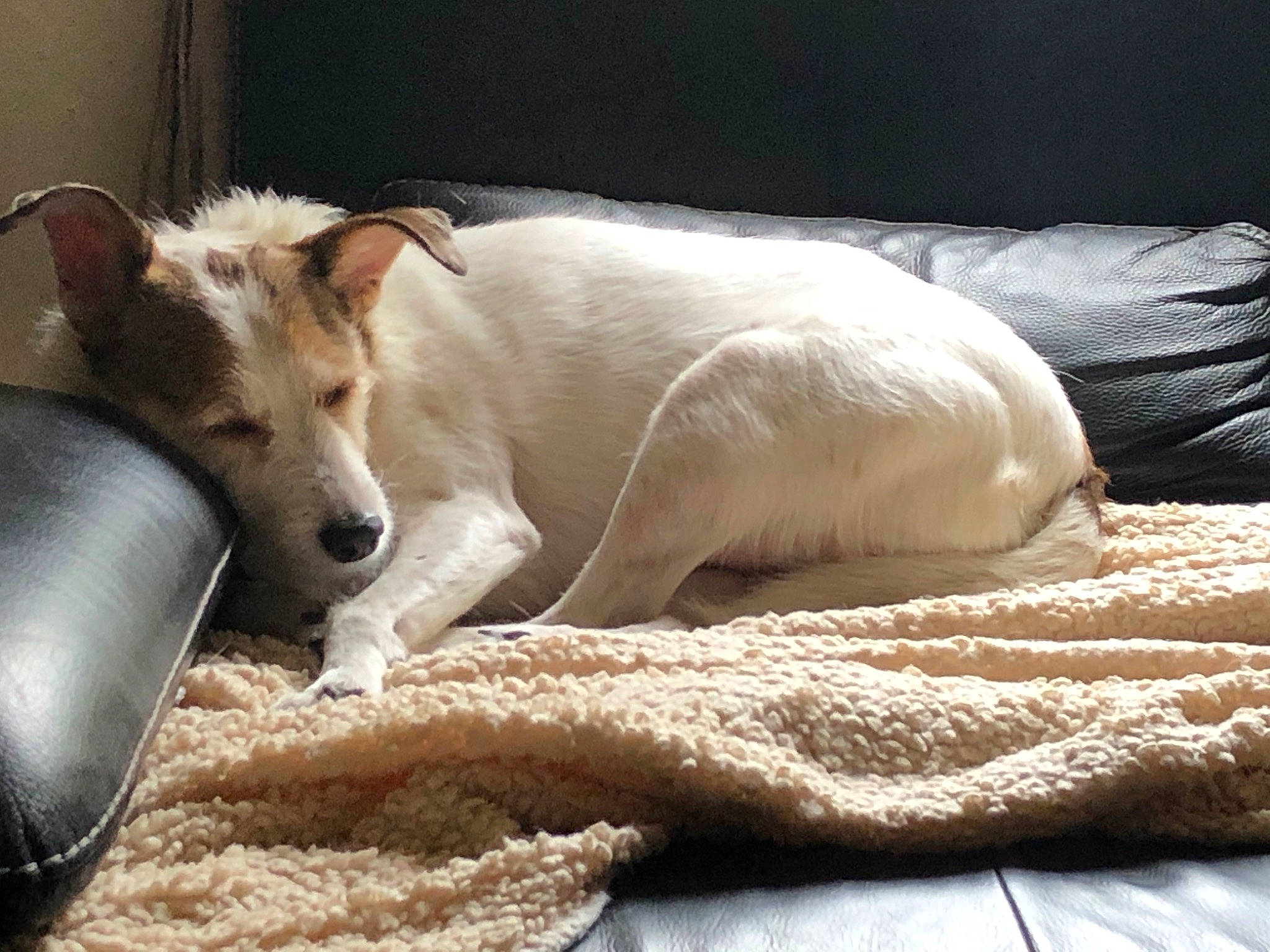 Howard a rejoint le concours — aidez-le/la à gagner de superbes lots ! bowl, carnivore, comfort, companion_dog, couch, dog, dog_breed, felidae, flooring, fur, linens, paw, silken_windhound, whiskers, working_animal