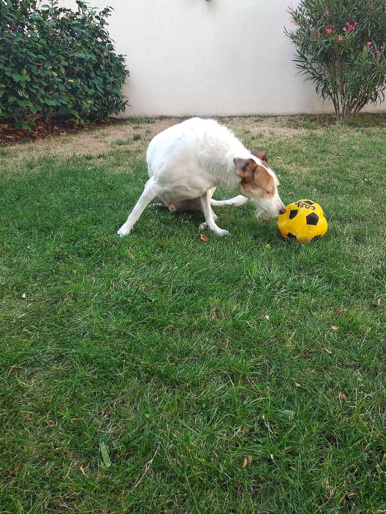 Howard a rejoint le concours — aidez-le/la à gagner de superbes lots ! ball, canidae, carnivore, companion_dog, dog, dog_breed, fawn, football, grass, grassland, grazing, landscape, lawn, pasture, plant, pumpkin, sporting_group, sports_equipment, tail, tree
