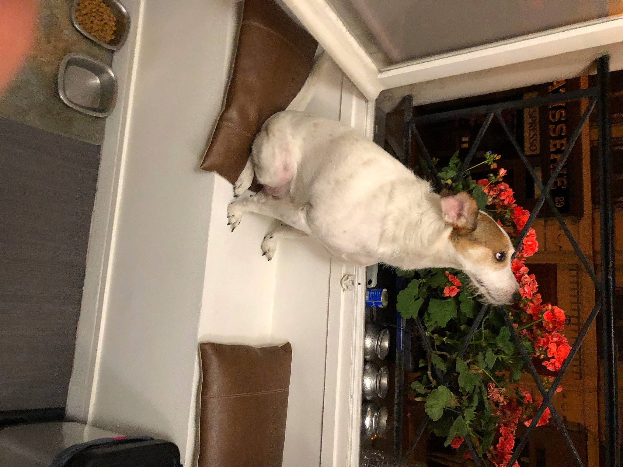 Howard participe au concours pour gagner de l'argent avec cette photo : canidae, carnivore, cat, chair, companion_dog, domestic_short_haired_cat, event, felidae, flower, flower_arranging, fur, holiday, houseplant, plant, room, rose, small_to_medium_sized_cats, sporting_group, tail, whiskers