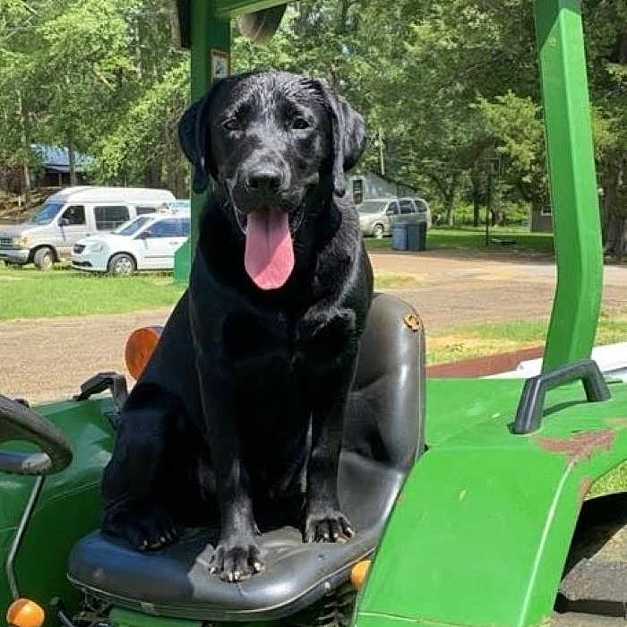 Rooster is registered to the contest to win money with this photo: animal, architecture, building, canine, car, device, dog, grass, lawn, lawnmower, nature, outdoors, pet, plant, puppy, shelter, tool, tractor, transportation, vehicle