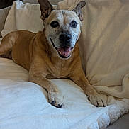 Rosy joined the competition — help win amazing prizes! animal, blanket, canine, comfort, couch, dog, ears, fur, happy, home, indoor, lamp, living_room, paws, pet, plant, portrait, relaxed, resting, smiling