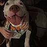 Rocky is registered to the contest to win money with this photo: dog, pit_bull, white_dog, tongue, smiling, happy, portrait, close_up, pet, collar, harness, human, hands, couch, indoor, living_room, seated, animal, funny, candid