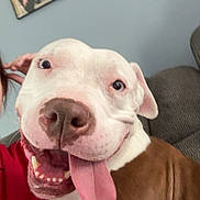 Rocky is registered to the contest to win money with this photo: dog, pit_bull, pet, portrait, close_up, happy, smiling, tongue_out, open_mouth, white_fur, brown_fur, floppy_ears, nose, eyes, teeth, couch, indoor, living_room, family_photos, person