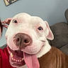 dog, pit_bull, pet, portrait, close_up, happy, smiling, tongue_out, open_mouth, white_fur, brown_fur, floppy_ears, nose, eyes, teeth, couch, indoor, living_room, family_photos, person