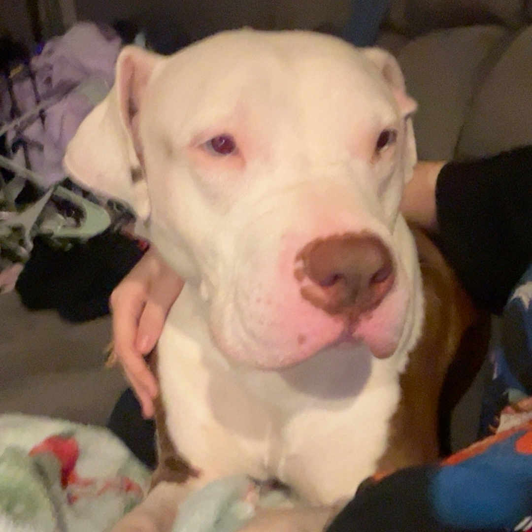 Rocky is registered to the contest to win money with this photo: dog, white_dog, pit_bull, pet, animal, portrait, indoor, blanket, bed, cozy, sitting, front_view, close_up, large_dog, short_hair, floppy_ears, pink_nose, brown_eyes, person, hands