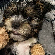 Dino joined the competition — help win amazing prizes! adorable, animal, black, blanket, brown, cozy, cute, dog, face, fluffy, fur, indoors, lying_down, paw, pet, puppy, relaxed, small, white, young