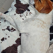 Mira participe au concours pour gagner de l'argent avec cette photo : dog, sleeping, blanket, white, brown, spotted, cozy, resting, relaxation, pet, animal, fur, laying_down, indoors, cute, calm, domestic, companion, napping, peaceful