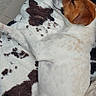dog, sleeping, blanket, white, brown, spotted, cozy, resting, relaxation, pet, animal, fur, laying_down, indoors, cute, calm, domestic, companion, napping, peaceful