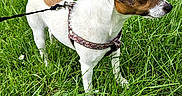Mira a rejoint le concours — aidez-le/la à gagner de superbes lots ! dog, jack_russell_terrier, grass, leash, outdoor, nature, greenery, small_flowers, pet, canine, alert, standing, daylight, animal, fur, white, brown, path, building, garden