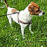 dog, jack_russell_terrier, grass, leash, outdoor, nature, greenery, small_flowers, pet, canine, alert, standing, daylight, animal, fur, white, brown, path, building, garden