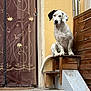 dog, white_dog, black_ear, spotted_dog, wooden_platform, yellow_wall, decorative_curtain, floral_pattern, outdoor, pet, animal, sitting, stairs, wall, window, curtain, daylight, canine, looking, perched