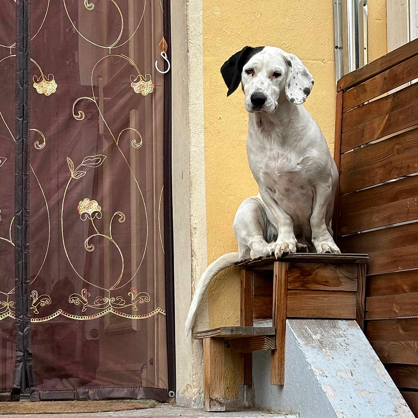 Votre Grâce a rejoint le concours — aidez-le/la à gagner de superbes lots ! animal, black_ear, canine, curtain, daylight, decorative_curtain, dog, floral_pattern, looking, outdoor, perched, pet, sitting, spotted_dog, stairs, wall, white_dog, window, wooden_platform, yellow_wall