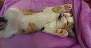 Nala a rejoint le concours — aidez-le/la à gagner de superbes lots ! cat, kitten, orange_and_white, lying_down, upside_down, paws, paw_pads, pink_nose, whiskers, fur, indoor, blanket, purple, cozy, relaxed, cute, pet, animal, portrait, playful
