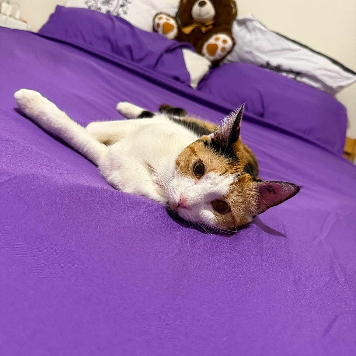 Nala a rejoint le concours — aidez-le/la à gagner de superbes lots ! cat, calico_cat, pet, animal, bed, bedroom, purple_bedding, teddy_bear, pillows, indoor, lying_down, relaxed, portrait, close_up, fur, whiskers, green_eyes, cute, home, sleeping_area