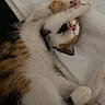 cat, calico_cat, pet, sleeping, lying_down, upside_down, paw, fluffy, fur, white_fur, orange_fur, black_fur, pink_nose, whiskers, bedding, bed, indoors, cozy, relaxed, funny_pose