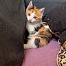 Nala a rejoint le concours — aidez-le/la à gagner de superbes lots ! kitten, cat, calico, tricolor, pet, animal, feline, sitting, couch, sofa, cushions, blanket, purple, leopard_print, indoor, home, cute, curious, portrait, cozy