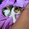 Nala participe au concours pour gagner de l'argent avec cette photo : kitten, cat, calico, sleeping, nap, curled_up, purple_blanket, cozy, cute, pet, animal, furry, closed_eyes, whiskers, paws, indoor, close_up, relaxed, human_leg, bedtime