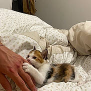 Nala a rejoint le concours — aidez-le/la à gagner de superbes lots ! calico_cat, kitten, cat, animal, pet, white_fur, orange_fur, black_fur, bed, bedding, blanket, pillow, bedroom, indoor, human_hand, cuddling, affectionate, sleeping_area, cozy, portrait