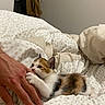 calico_cat, kitten, cat, animal, pet, white_fur, orange_fur, black_fur, bed, bedding, blanket, pillow, bedroom, indoor, human_hand, cuddling, affectionate, sleeping_area, cozy, portrait
