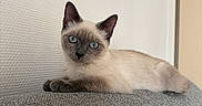 Chiwit a rejoint le concours — aidez-le/la à gagner de superbes lots ! cat, kitten, siamese_cat, blue_eyes, pet, animal, feline, portrait, indoors, sofa, couch, gray_fabric, lounging, lying_down, front_view, pointed_ears, whiskers, short_hair, home, cute