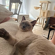 Chiwit participe au concours pour gagner de l'argent avec cette photo : cat, siamese_cat, pet, animal, feline, blue_eyes, portrait, lying_down, relaxed, paw, fur, whiskers, ears, bed, blanket, bedroom, indoor, sunlight, cat_tree, home_decor