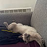 Chiwit a rejoint le concours — aidez-le/la à gagner de superbes lots ! cat, siamese_cat, pet, animal, indoor, couch, relaxed, lying_down, upside_down, stretched, paws, whiskers, blue_eyes, cream_fur, dark_points, portrait, home, furniture, cozy, funny