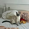 Chiwit participe au concours pour gagner de l'argent avec cette photo : cat, siamese_cat, pet, animal, bedroom, bed, bedding, blanket, pillow, laundry, clothing, indoors, home, furniture, sitting, portrait, wide_eyes, pointed_ears, fluffy_tail, cozy