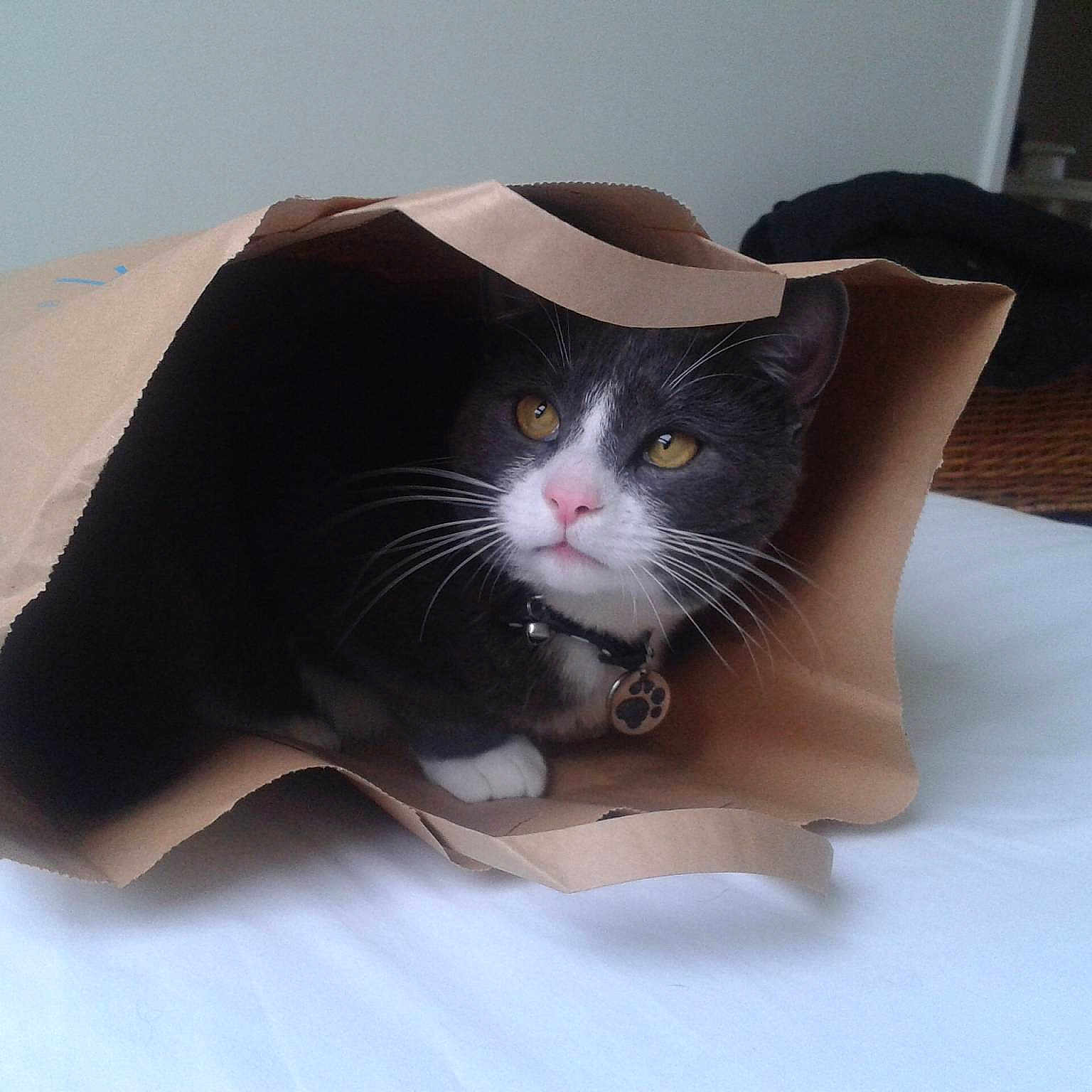Herbert is registered to the contest to win money with this photo: