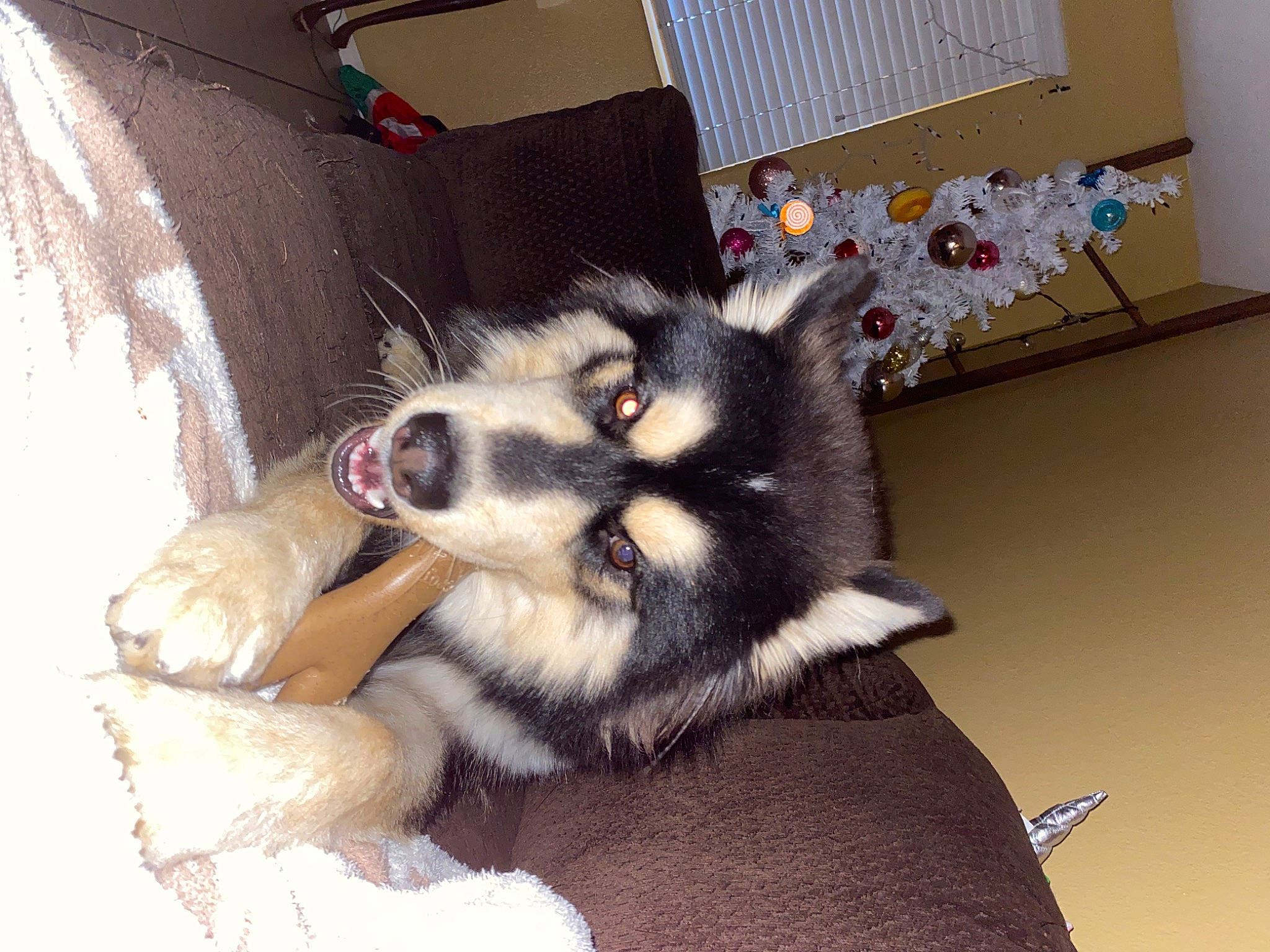 Shadow joined the competition — help win amazing prizes! canidae, canis, carnivore, companion_dog, dog, dog_breed, dog_supply, flooring, fur, non_sporting_group, paw, siberian_husky, sled_dog, snout, sporting_group, toy_dog, working_animal, working_dog