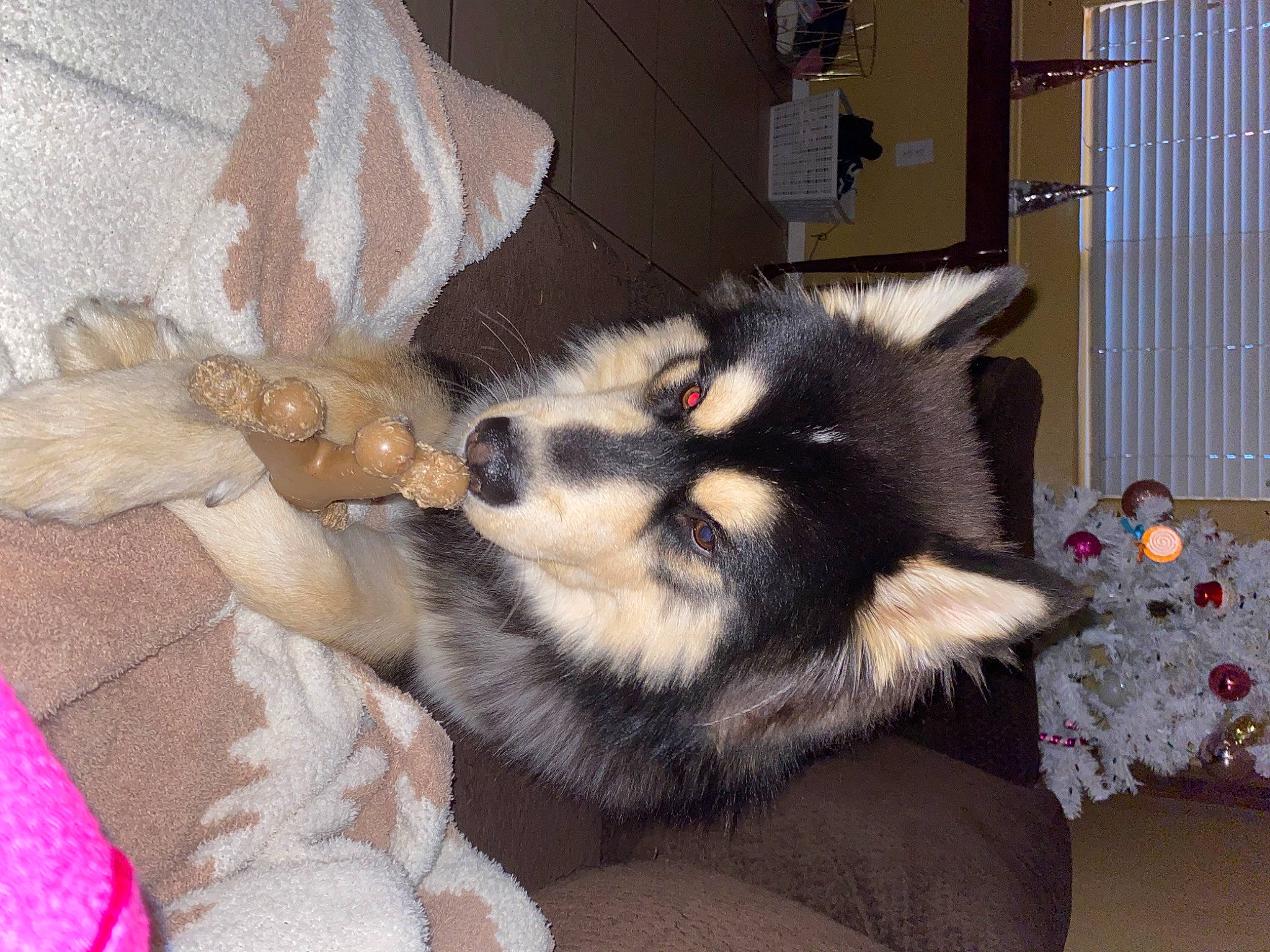 Shadow is registered to the contest to win money with this photo: canidae, canis, carnivore, comfort, companion_dog, dog, dog_breed, felidae, fur, non_sporting_group, room, siberian_husky, sled_dog, small_to_medium_sized_cats, snout, whiskers, working_dog