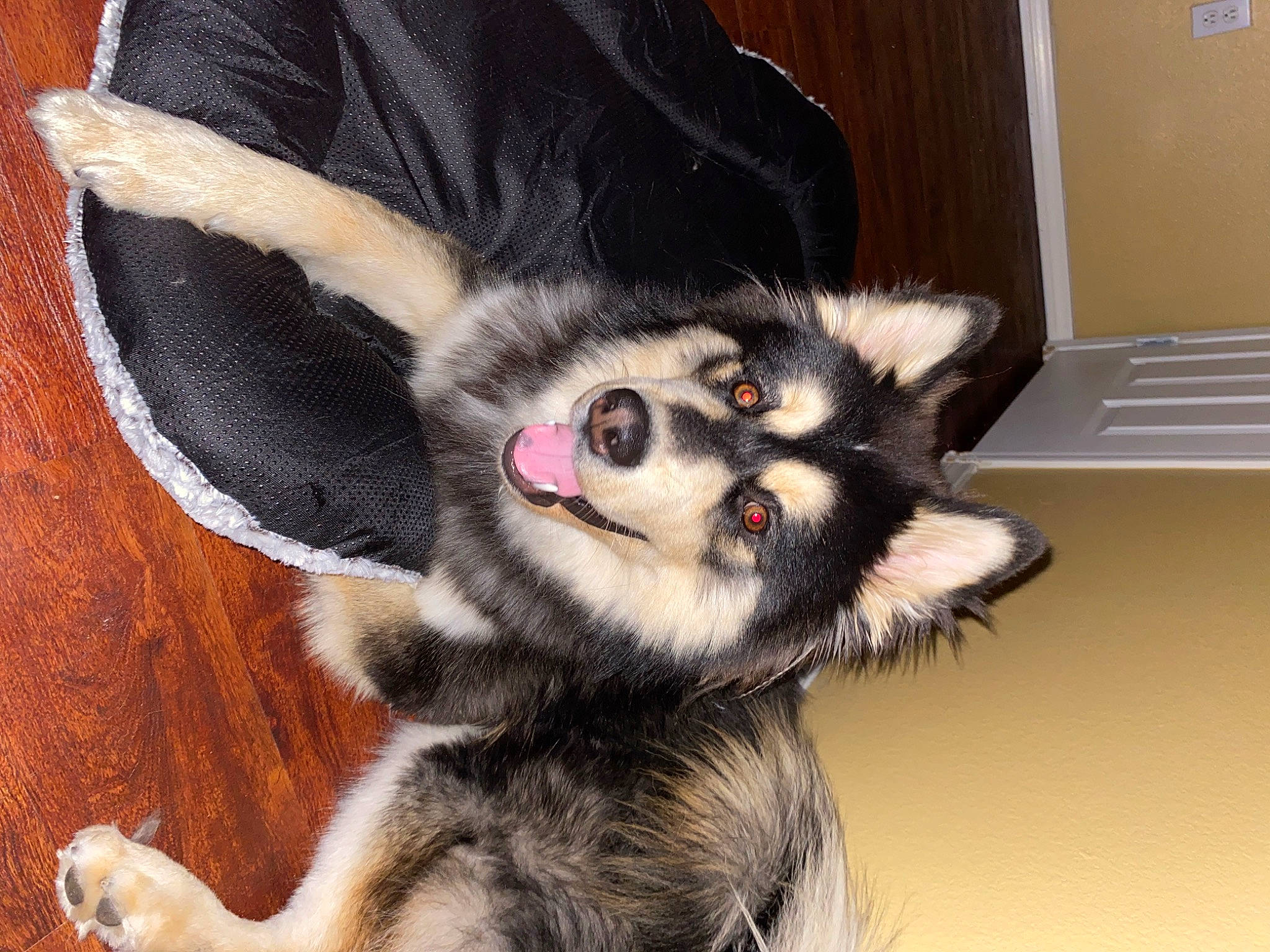 Shadow joined the competition — help win amazing prizes! ancient_dog_breeds, canidae, carnivore, claw, companion_dog, dog, dog_breed, fur, paw, sled_dog, snout, sporting_group, tail, terrestrial_animal, wall_plate, whiskers, working_animal, working_dog