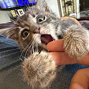 Jasper joined the competition — help win amazing prizes! kitten, cat, paw, bite, finger, closeup, cute, playful, pet, furry, indoor, living_room, television, shelf, human_hand, whiskers, wide_eyes, fur, domestic_cat, animal