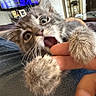 kitten, cat, paw, bite, finger, closeup, cute, playful, pet, furry, indoor, living_room, television, shelf, human_hand, whiskers, wide_eyes, fur, domestic_cat, animal