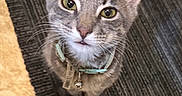 Jasper is registered to the contest to win money with this photo: cat, gray_tabby, collar, pet, whiskers, floor, rug, looking_up, indoor, fur, curious, close_up, tile_floor, domestic_cat, animal, kitten, young_cat, mammal, feline, eyes