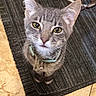 cat, gray_tabby, collar, pet, whiskers, floor, rug, looking_up, indoor, fur, curious, close_up, tile_floor, domestic_cat, animal, kitten, young_cat, mammal, feline, eyes