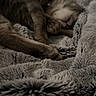 Jasper joined the competition — help win amazing prizes! cat, sleeping, furry, blanket, cozy, resting, paw, fur, indoor, pet, cute, animal, soft, comfort, relaxed, domestic, bed, closeup, warm, texture